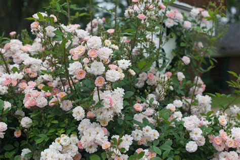 perfume breeze climbing rose